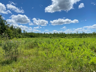 Birch Stream Forest - image 12