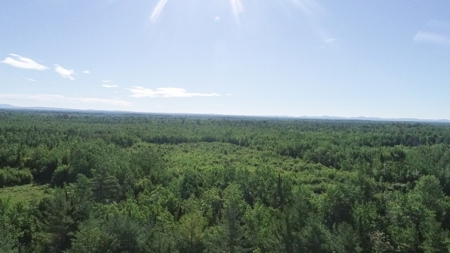 Birch Stream Forest - image 5