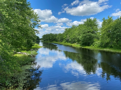 Birch Stream Forest - image 18