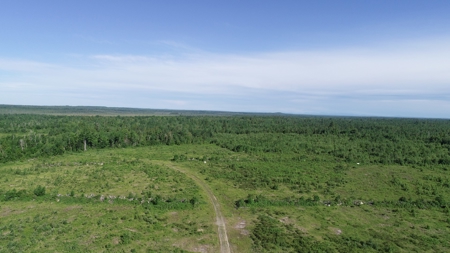 Birch Stream Forest - image 3