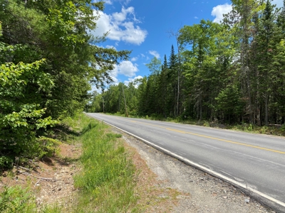 Birch Stream Forest - image 16