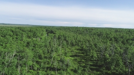 Birch Stream Forest - image 2