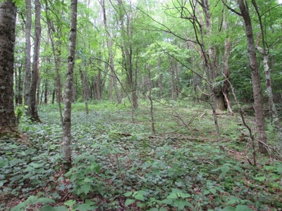 Beautiful Mountain Acreage for Sale in White Top VA - image 5