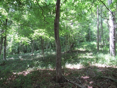 Beautiful Mountain Acreage for Sale in White Top VA - image 10