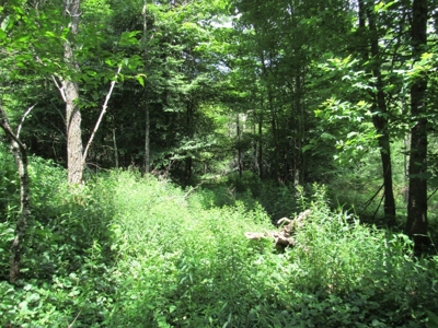 Beautiful Mountain Acreage for Sale in White Top VA - image 7