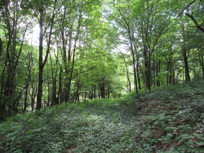 Beautiful Mountain Acreage for Sale in White Top VA - image 3
