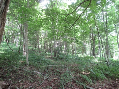Beautiful Mountain Acreage for Sale in White Top VA - image 9