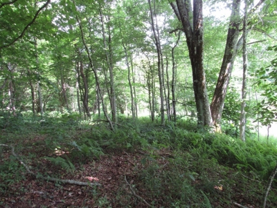 Beautiful Mountain Acreage for Sale in White Top VA - image 8