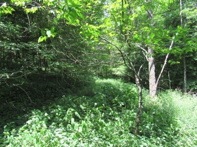 Beautiful Mountain Acreage for Sale in White Top VA - image 6