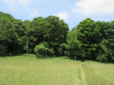 Beautiful Mountain Acreage for Sale in White Top VA - image 11