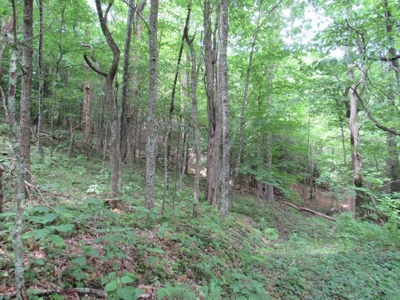 Beautiful Mountain Acreage for Sale in White Top VA - image 4