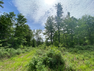 Buildable Land for sale - image 11