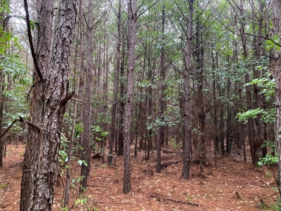 Recreational Timberland near Little Missouri River for Sale! - image 8