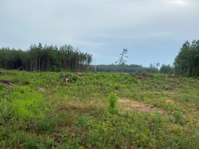Recreational Timberland near Little Missouri River for Sale! - image 3