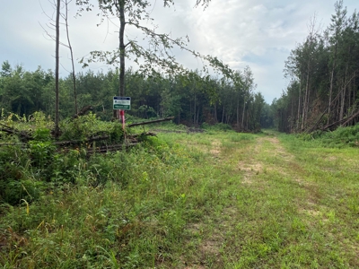 Recreational Timberland near Little Missouri River for Sale! - image 1