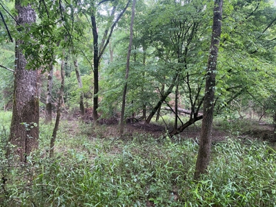 Recreational Timberland near Little Missouri River for Sale! - image 11