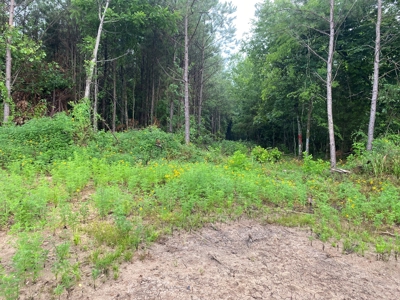 Recreational Timberland near Little Missouri River for Sale! - image 5
