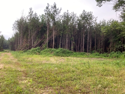 Recreational Timberland near Little Missouri River for Sale! - image 2