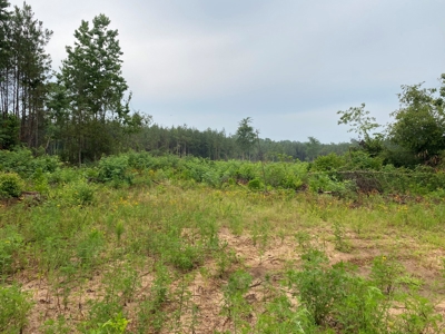 Recreational Timberland near Little Missouri River for Sale! - image 6