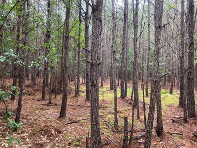 Recreational Timberland near Little Missouri River for Sale! - image 7