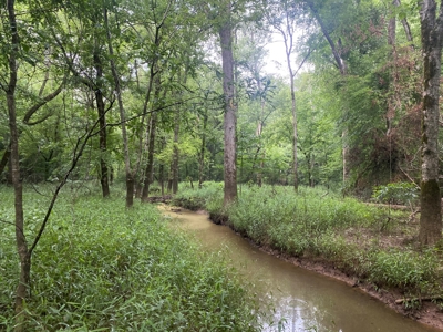 Recreational Timberland near Little Missouri River for Sale! - image 12