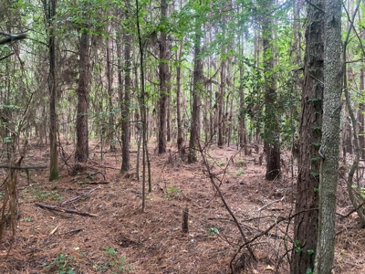 Recreational Timberland near Little Missouri River for Sale! - image 14