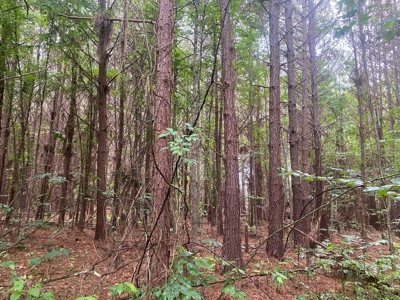 Recreational Timberland near Little Missouri River for Sale! - image 15