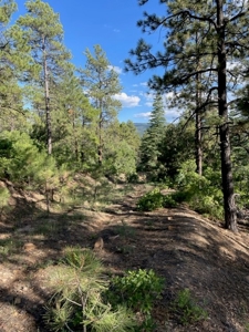 Recreational Mountain Land for Sale near Chama NM, Fishing - image 14
