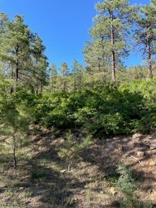 Recreational Mountain Land for Sale near Chama NM, Fishing - image 6