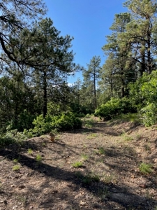 Recreational Mountain Land for Sale near Chama NM, Fishing - image 8