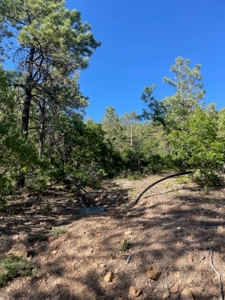 Recreational Mountain Land for Sale near Chama NM, Fishing - image 2