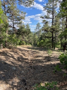 Recreational Mountain Land for Sale near Chama NM, Fishing - image 11