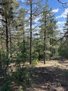 Recreational Mountain Land for Sale near Chama NM, Fishing - image 13