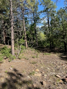Recreational Mountain Land for Sale near Chama NM, Fishing - image 9
