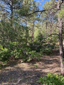 Recreational Mountain Land for Sale near Chama NM, Fishing - image 10