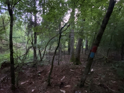 Pine /Hardwood Creek Hunting Land in Nevada Co., AR for Sale - image 11