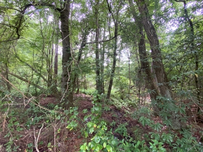 Pine /Hardwood Creek Hunting Land in Nevada Co., AR for Sale - image 9