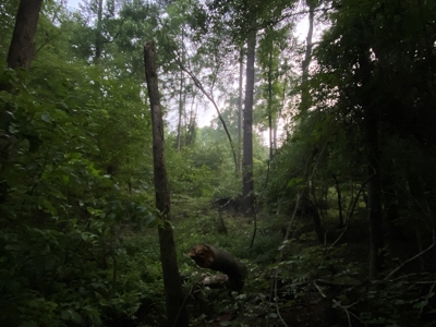 Pine /Hardwood Creek Hunting Land in Nevada Co., AR for Sale - image 10