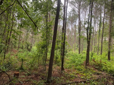 Pine /Hardwood Creek Hunting Land in Nevada Co., AR for Sale - image 1