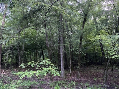 Pine /Hardwood Creek Hunting Land in Nevada Co., AR for Sale - image 12