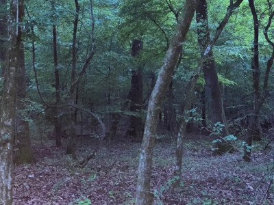 Pine /Hardwood Creek Hunting Land in Nevada Co., AR for Sale - image 14