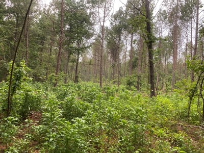 Pine /Hardwood Creek Hunting Land in Nevada Co., AR for Sale - image 2