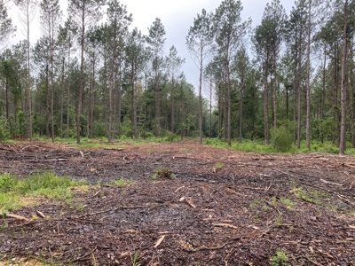 Pine /Hardwood Creek Hunting Land in Nevada Co., AR for Sale - image 5