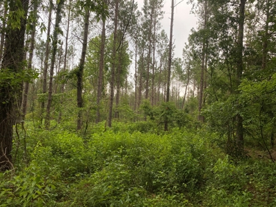 Pine /Hardwood Creek Hunting Land in Nevada Co., AR for Sale - image 3