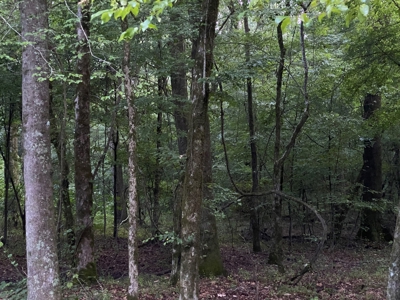 Pine /Hardwood Creek Hunting Land in Nevada Co., AR for Sale - image 15