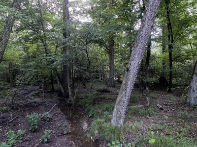 Pine /Hardwood Creek Hunting Land in Nevada Co., AR for Sale - image 13