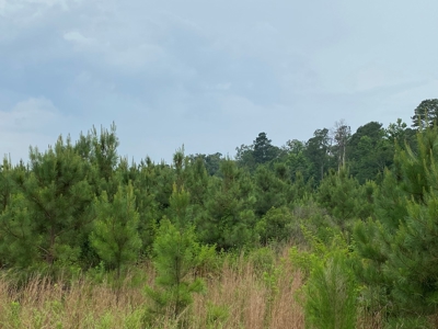 Investment Pine land w/ utilities for sale near Prescott, AR - image 6