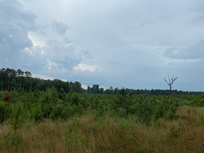 Investment Pine land w/ utilities for sale near Prescott, AR - image 5