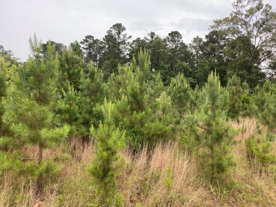 Investment Pine land w/ utilities for sale near Prescott, AR - image 4