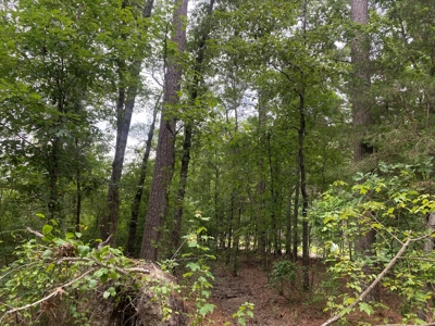 Investment Pine land w/ utilities for sale near Prescott, AR - image 2